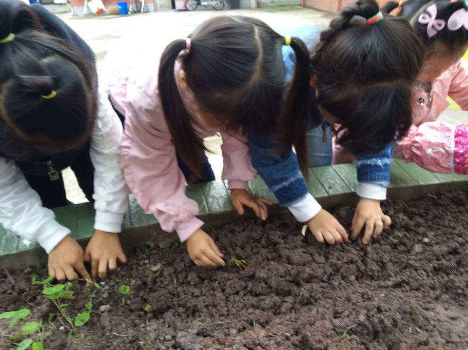 五通桥区新云小学附属幼儿园开展种植活动