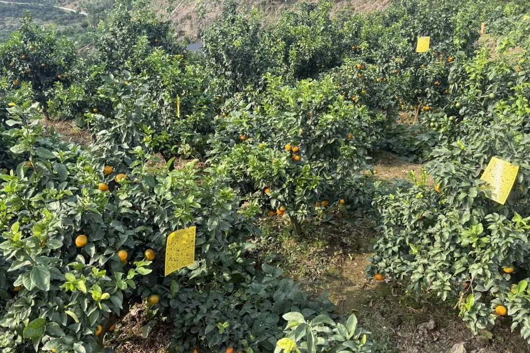 /website-webapp/ewebeditor/uploadfile/2