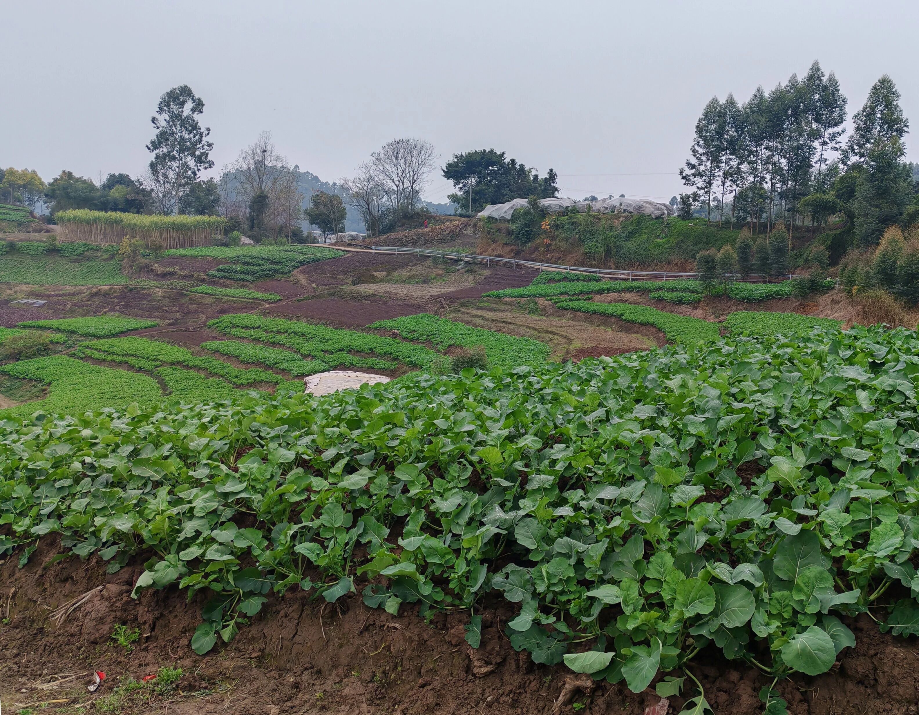 /website-webapp/ewebeditor/uploadfile/4