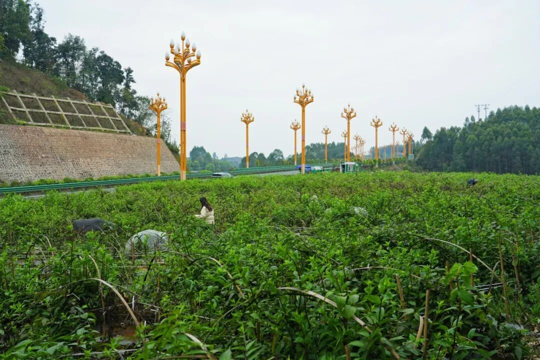 /website-webapp/ewebeditor/uploadfile/4